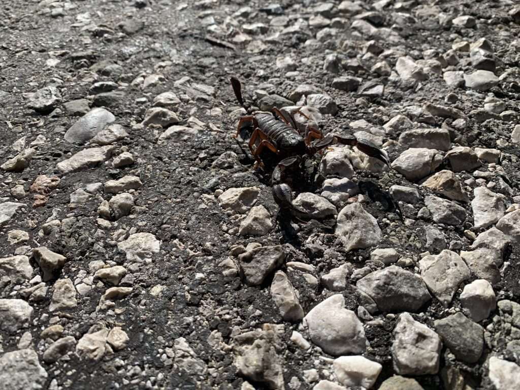Скорпион на Ликийской тропе